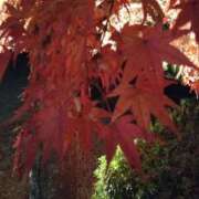 ヒメ日記 2025/12/18 07:16 投稿 さおり エディーズ