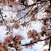 れいか おはようございます🌷🌸 モアグループ川越人妻花壇