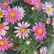 ヒメ日記 2025/03/07 13:59 投稿 あおい 白い巨乳