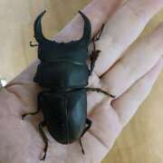 ヒメ日記 2024/12/14 19:09 投稿 谷口ともこ 大阪ぽっちゃり妻 谷九店