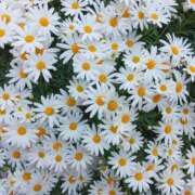 ヒメ日記 2025/05/02 16:41 投稿 谷口ともこ 大阪ぽっちゃり妻 谷九店