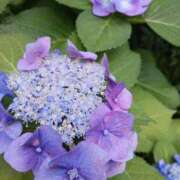 ヒメ日記 2025/07/30 12:17 投稿 谷口ともこ 大阪ぽっちゃり妻 谷九店