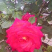 ヒメ日記 2025/09/20 10:13 投稿 谷口ともこ 大阪ぽっちゃり妻 谷九店