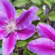 ヒメ日記 2025/09/22 22:36 投稿 谷口ともこ 大阪ぽっちゃり妻 谷九店