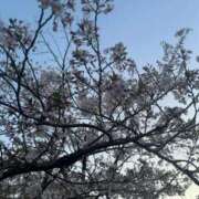 ヒメ日記 2026/04/03 10:12 投稿 ゆりの☆ 豊橋豊川ちゃんこ