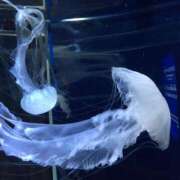 ヒメ日記 2025/04/17 00:15 投稿 あきな ぽちゃ巨乳専門　新大久保・新宿歌舞伎町ちゃんこ