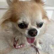 ヒメ日記 2025/02/03 06:54 投稿 ゆいな☆甘いロリカワ童顔女♪ 妹系イメージSOAP萌えフードル学園 大宮本校