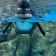 ヒメ日記 2025/02/08 06:19 投稿 ゆいな☆甘いロリカワ童顔女♪ 妹系イメージSOAP萌えフードル学園 大宮本校