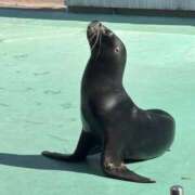 ヒメ日記 2025/04/02 09:34 投稿 ゆいな☆甘いロリカワ童顔女♪ 妹系イメージSOAP萌えフードル学園 大宮本校