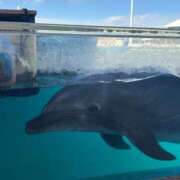 ヒメ日記 2025/04/04 08:46 投稿 ゆいな☆甘いロリカワ童顔女♪ 妹系イメージSOAP萌えフードル学園 大宮本校