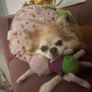 ゆいな☆甘いロリカワ童顔女♪ 🐶と🐈🩷 妹系イメージSOAP萌えフードル学園 大宮本校