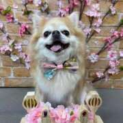 ヒメ日記 2026/03/09 10:21 投稿 ゆいな☆甘いロリカワ童顔女♪ 妹系イメージSOAP萌えフードル学園 大宮本校