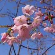 ヒメ日記 2026/03/28 09:59 投稿 かよ 熟女家 東大阪店（布施・長田）