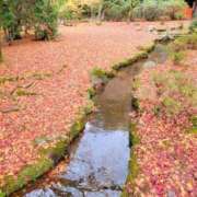 ヒメ日記 2024/12/24 06:08 投稿 みおり エレガンス(広島)