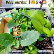 ヒメ日記 2025/03/21 08:20 投稿 みおり エレガンス(広島)