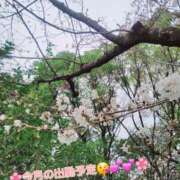 ヒメ日記 2025/03/27 13:08 投稿 みおり エレガンス(広島)