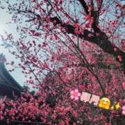 ヒメ日記 2025/04/01 07:18 投稿 みおり エレガンス(広島)