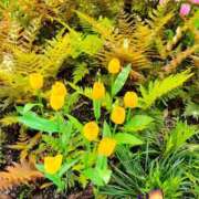 ヒメ日記 2025/04/22 06:18 投稿 みおり エレガンス(広島)