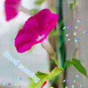 ヒメ日記 2025/07/23 19:38 投稿 みおり エレガンス(広島)