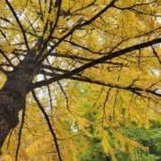 ヒメ日記 2025/11/17 08:18 投稿 みおり エレガンス(広島)