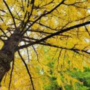 ヒメ日記 2025/11/27 18:21 投稿 みおり エレガンス(広島)