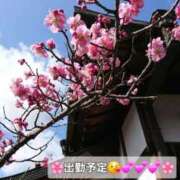 ヒメ日記 2026/03/07 12:21 投稿 みおり エレガンス(広島)