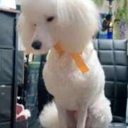 ヒメ日記 2026/03/28 16:29 投稿 淡雪ミント ニューハーフヘルスLIBE 日本橋