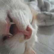 ヒメ日記 2025/03/16 23:35 投稿 ひろか 待ちナビ