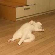 ヒメ日記 2025/03/20 00:05 投稿 ひろか 待ちナビ