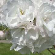 ヒメ日記 2025/04/07 10:45 投稿 ひろか 待ちナビ