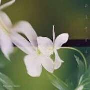 ヒメ日記 2025/07/08 13:35 投稿 ひろか 待ちナビ