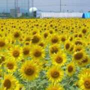 ヒメ日記 2025/07/30 11:18 投稿 ひろか 待ちナビ