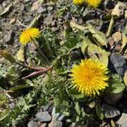 ヒメ日記 2025/04/15 15:18 投稿 あかね Derieezu(デリーズ)