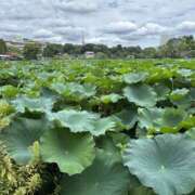 ヒメ日記 2025/08/20 17:13 投稿 あかね Derieezu(デリーズ)