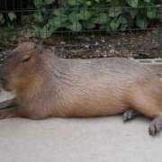 ヒメ日記 2025/02/09 00:04 投稿 橘あみり プルデリR40