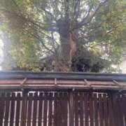 ヒメ日記 2025/06/24 00:10 投稿 橘あみり プルデリR40