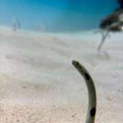 ヒメ日記 2025/04/01 12:48 投稿 青木日向子 五十路マダムエクスプレス船橋店(カサブランカグループ)