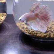 ヒメ日記 2025/07/25 14:08 投稿 なみ Paradis-パラディ-