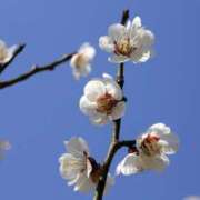 高橋奈緒 出勤のお知らせ 五十路マダムエクスプレス横浜店（カサブランカグループ）