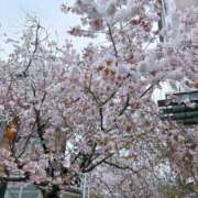 ヒメ日記 2025/04/02 15:01 投稿 足立　みく プルプル人妻専門店