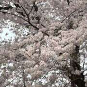 ヒメ日記 2025/04/09 17:43 投稿 足立　みく プルプル人妻専門店