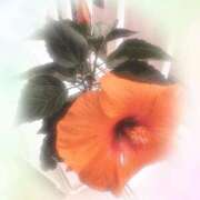 ヒメ日記 2025/05/09 17:26 投稿 リオナ 茨城神栖ちゃんこ