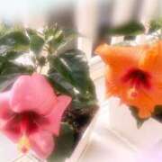 ヒメ日記 2025/05/16 12:58 投稿 リオナ 茨城神栖ちゃんこ