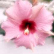 ヒメ日記 2025/05/24 13:56 投稿 リオナ 茨城神栖ちゃんこ