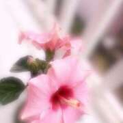 ヒメ日記 2025/06/04 07:15 投稿 リオナ 茨城神栖ちゃんこ