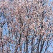 ヒメ日記 2026/03/29 12:33 投稿 だてちゃん セクシー(長崎)