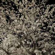 ヒメ日記 2025/04/11 18:18 投稿 岩城(いわき) 八王子人妻城