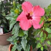 七瀬莉乃(ななせりの) 何度もダメになりごめんなさいm(._.)m 九州熟女　八代店