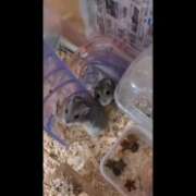 ヒメ日記 2025/08/13 23:06 投稿 雅（みやび） 丸妻 錦糸町店