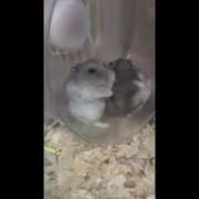 ヒメ日記 2025/08/21 18:38 投稿 雅（みやび） 丸妻 錦糸町店